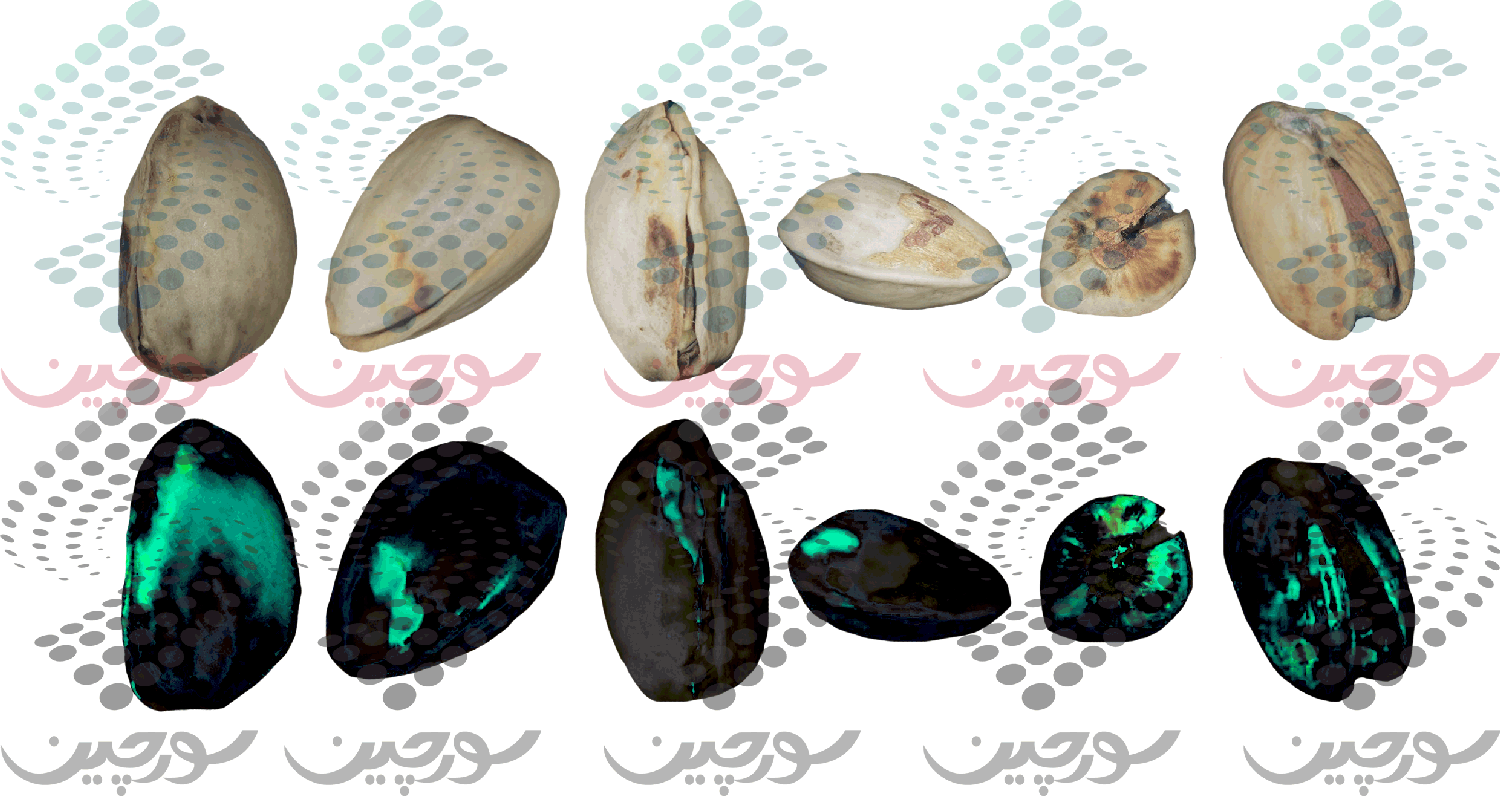 sorchin-uv-aflatoxin-pistachio سورتر تشخیص آفلاتوکسین